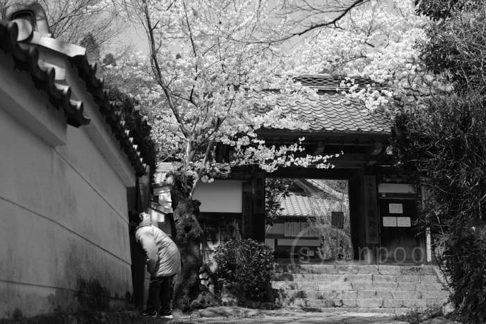 ペンタックス PENTAX K-3 III Monochrome ／ 京都 西京 大原野